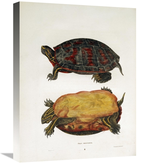 Global Gallery GCS-268109-22-142 22 in. Emrys Rubriventris Art Print -