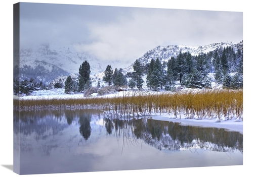 Global Gallery GCS-397047-2432-142 24 x 32 in. Reeds Growing Through F