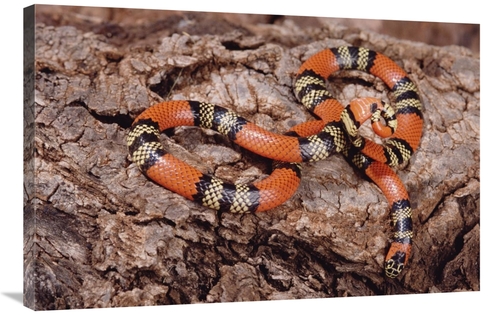 Global Gallery GCS-397690-2436-142 24 x 36 in. Aquatic Coral Snake on 