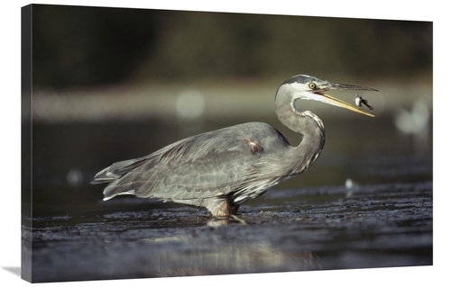 Global Gallery GCS-396324-2436-142 24 x 36 in. Great Blue Heron with C