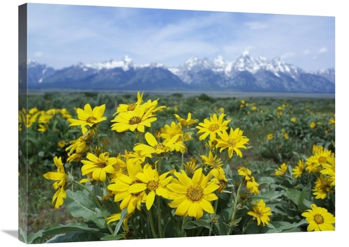 Global Gallery GCS-452197-2432-142 24 x 32 in. Balsamroot Sunflower Pa