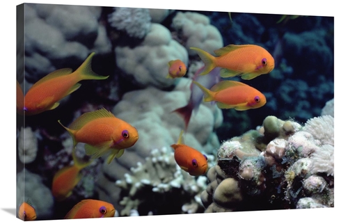 Global Gallery GCS-450613-2436-142 24 x 36 in. Anthias Near Sinai,