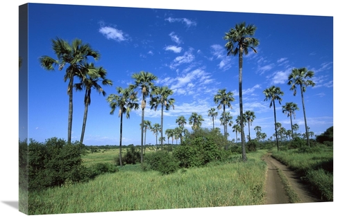 Global Gallery GCS-452549-2030-142 20 x 30 in. Borassus Palm Along Dir