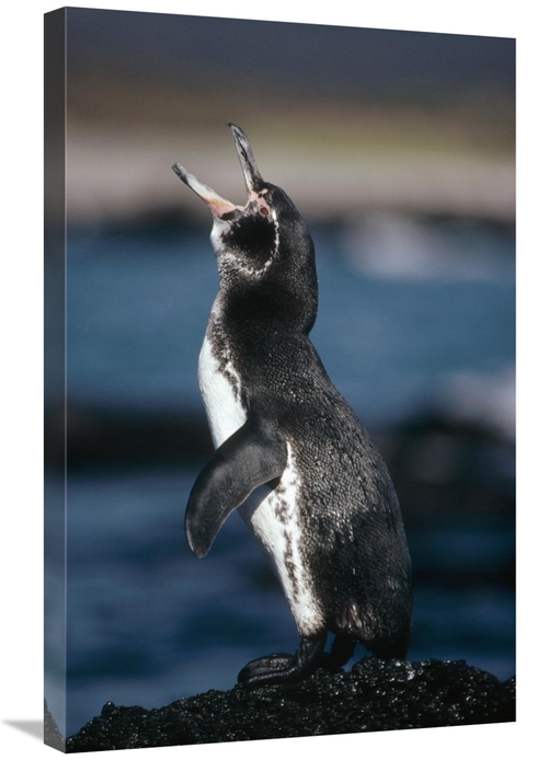 Global Gallery GCS-451231-2030-142 20 x 30 in. Galapagos Penguin, 