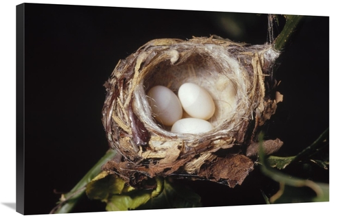 Global Gallery GCS-452860-2436-142 24 x 36 in. Magnificent Hummingbird