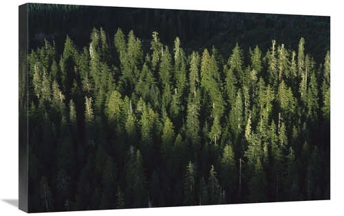 Global Gallery GCS-450925-2030-142 20 x 30 in. Forest Aerial VIew,