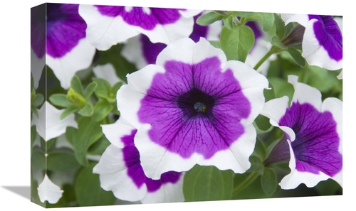 Global Gallery GCS-398399-1218-142 12 x 18 in. Petunia Cascadia VIolet