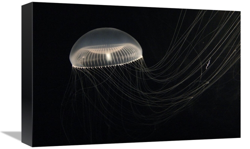 Global Gallery GCS-453556-1218-142 12 x 18 in. Crystal Jellyfish, 