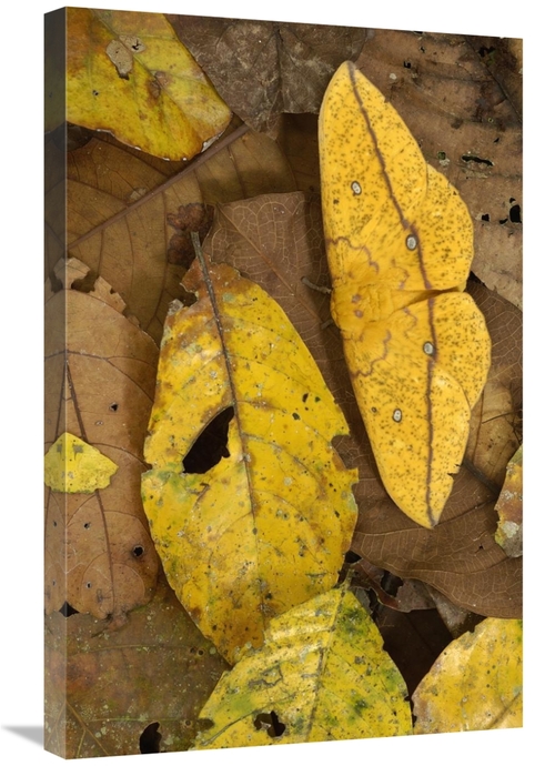 Global Gallery GCS-397889-2030-142 20 x 30 in. Imperial Moth Camouflag