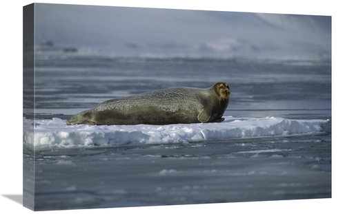 Global Gallery GCS-450972-1624-142 16 x 24 in. Bearded Seal Resting on