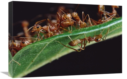 Global Gallery GCS-451003-1624-142 16 x 24 in. Green Tree Ants on Leaf