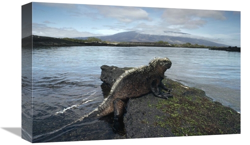 Global Gallery GCS-451203-1218-142 12 x 18 in. Marine Iguana, Punt