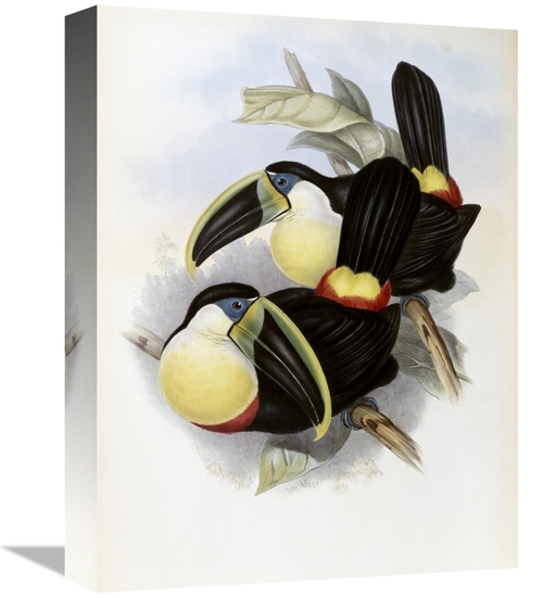 Global Gallery GCS-277753-16-142 16 in. Citron-Brested Toucan Art Prin