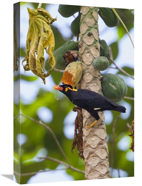 Global Gallery GCS-453643-1624-142 16 x 24 in. Hill Myna Feeding on Pa