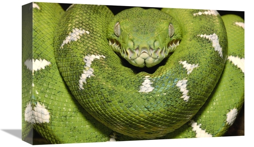 Global Gallery GCS-397942-1218-142 12 x 18 in. Emerald Tree Boa Showin