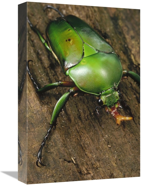 Global Gallery GCS-450700-1218-142 12 x 18 in. June Beetle Portrait&#4
