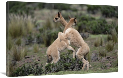 Global Gallery GCS-451503-2436-142 24 x 36 in. Vicuna Young Play-Fight