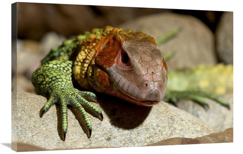 Global Gallery GCS-450907-2436-142 24 x 36 in. Guyana Caiman Lizard Po