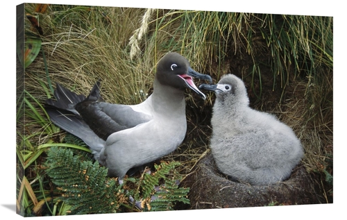 Global Gallery GCS-451600-2436-142 24 x 36 in. Light-Mantled Albatross