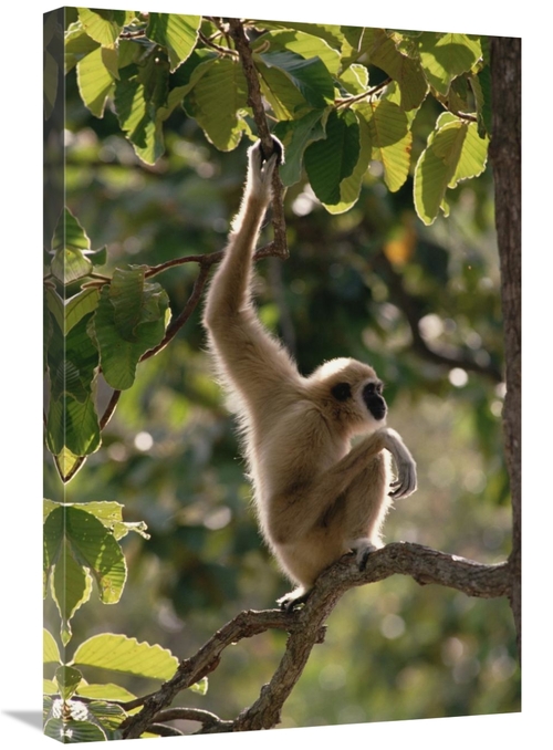 Global Gallery GCS-452823-2030-142 20 x 30 in. White-Handed Gibbon in 