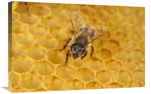 Global Gallery GCS-452422-2030-142 20 x 30 in. Honey Bee on Honeycomb&