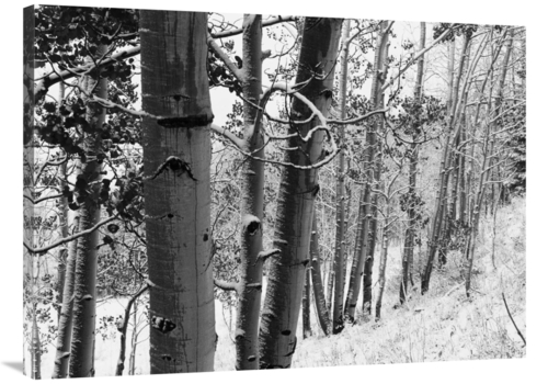 Global Gallery GCS-460931-3040-142 30 x 40 in. Aspens with Snow, G