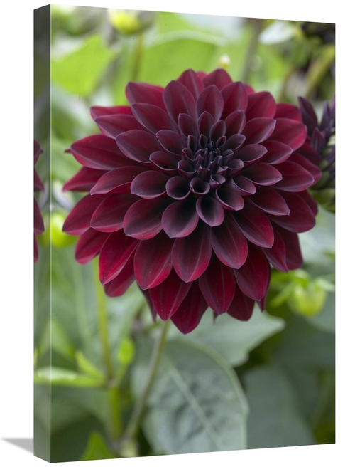 Global Gallery GCS-398344-1624-142 16 x 24 in. Dahlia Ronaldo Variety 