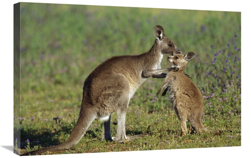 Global Gallery GCS-398088-2030-142 20 x 30 in. Eastern Grey Kangaroo M