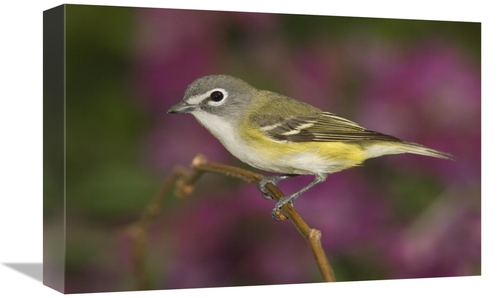 Global Gallery GCS-453327-1218-142 12 x 18 in. Blue-Headed VIreo Perch