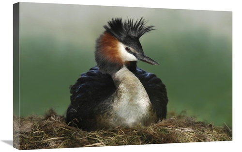 Global Gallery GCS-397457-2030-142 20 x 30 in. Great Crested Grebe on 