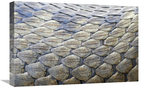 Global Gallery GCS-397532-1624-142 16 x 24 in. Common Viper Scales Art