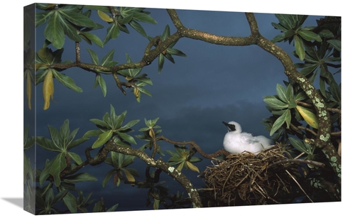 Global Gallery GCS-451677-1624-142 16 x 24 in. Red-Footed Booby Nestin