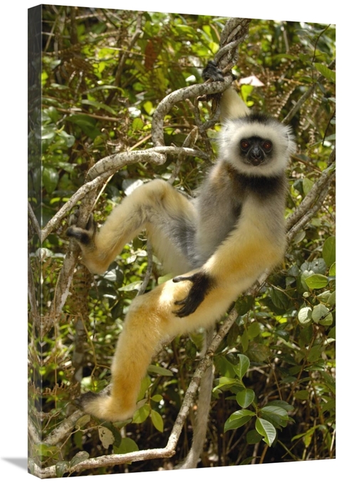 Global Gallery GCS-453030-2030-142 20 x 30 in. Diademed Sifaka, Ma