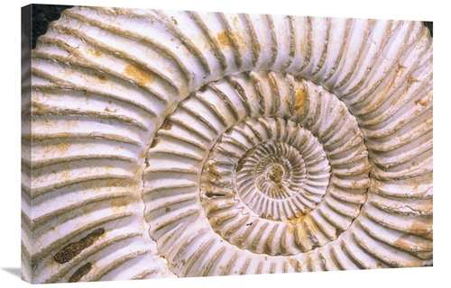Global Gallery GCS-397896-2436-142 24 x 36 in. Fossil of Ammonite,