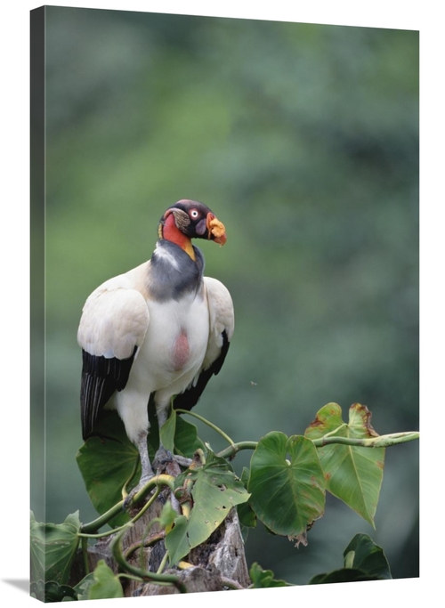 Global Gallery GCS-451220-2436-142 24 x 36 in. King Vulture, Tambo