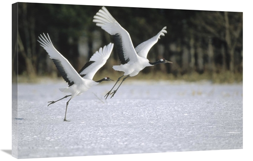 Global Gallery GCS-452475-2436-142 24 x 36 in. Red-Crowned Crane Pair 