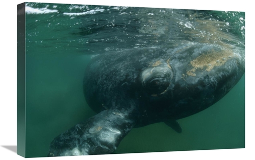 Global Gallery GCS-450651-1624-142 16 x 24 in. Southern Right Whale Cl