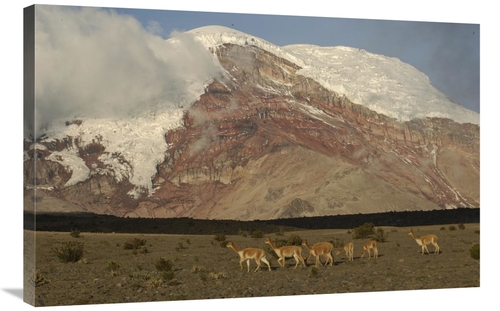 Global Gallery GCS-453139-2436-142 24 x 36 in. Vicuna Herd Grazing Ben