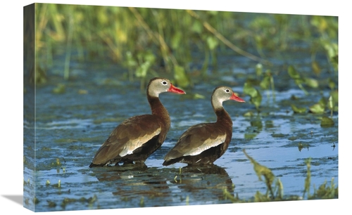 16 x 24 in. Black-Bellied Whistling Duck Pair Wading, Rio Grand Va