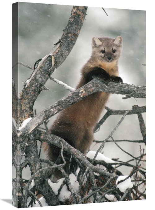 Global Gallery GCS-451875-2030-142 20 x 30 in. American Marten in Tree