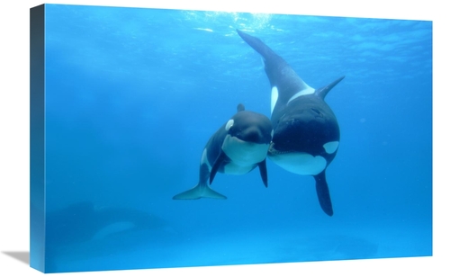 Global Gallery GCS-397715-1624-142 16 x 24 in. Orca Mother & Newborn B