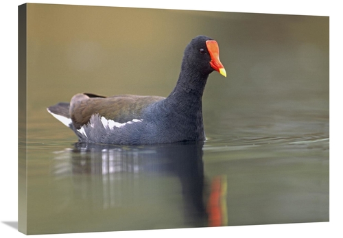 Global Gallery GCS-396097-2432-142 24 x 32 in. Common Moorhen Swimming