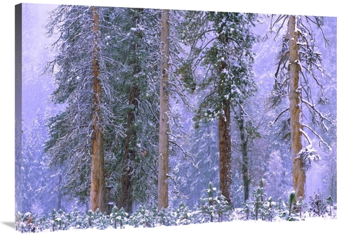 Global Gallery GCS-396191-40-142 40 in. Winter in Yosemite National Pa