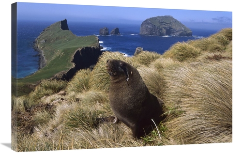 Global Gallery GCS-451827-2436-142 24 x 36 in. Hookers Sea Lion Bull S