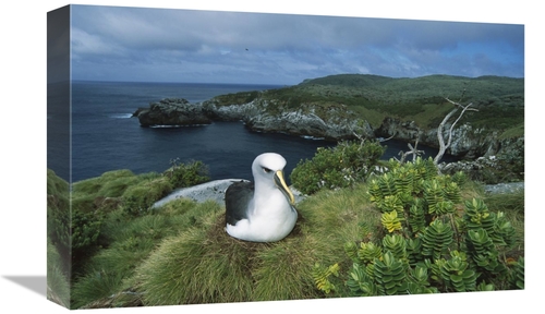 Global Gallery GCS-451665-1218-142 12 x 18 in. Bullers Albatross Nesti