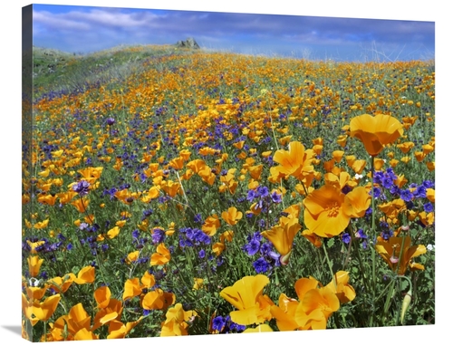 Global Gallery GCS-396880-2835-142 28 x 35 in. California Poppy & Dese