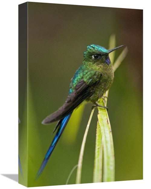 Global Gallery GCS-395559-1218-142 12 x 18 in. Violet-Tailed Sylph Mal