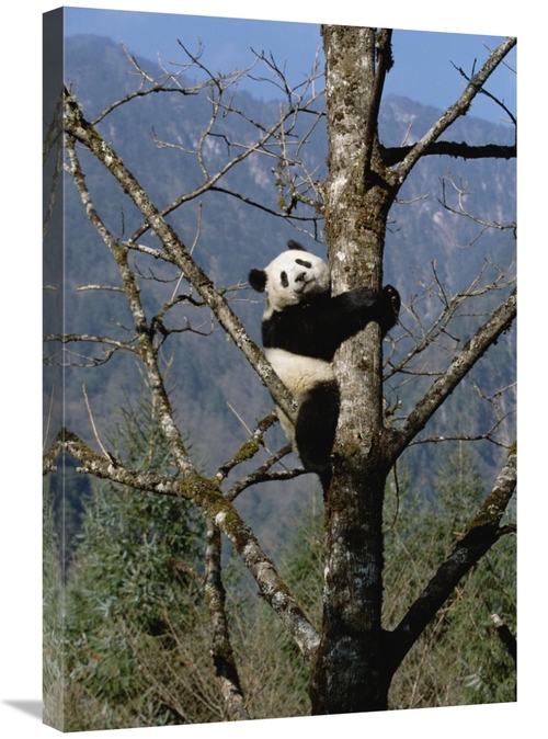 Global Gallery GCS-452335-2030-142 20 x 30 in. Giant Panda in Tree,