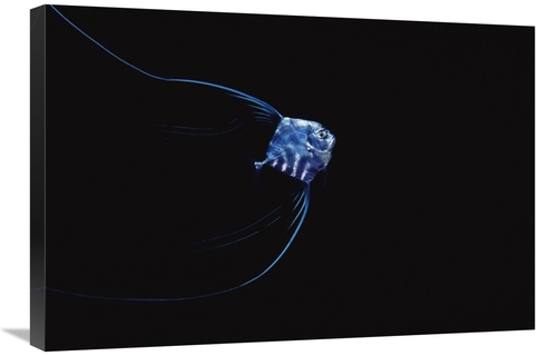 Global Gallery GCS-450766-2030-142 20 x 30 in. Pompano Juvenile Off of