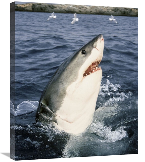 Global Gallery GCS-397964-2228-142 22 x 28 in. Great White Shark At Su